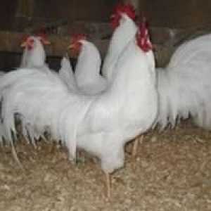 Koje pasmine kokoši nesilice se uzgajaju u Rusiji?