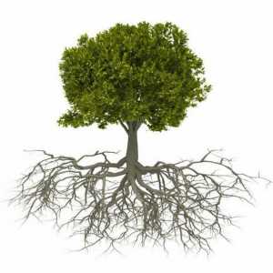 Koje biljke imaju fibrozni sustav korijena? Vrste korijenskog sustava biljaka