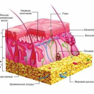 Koji se receptori nalaze u koži. Njihova struktura i funkcije