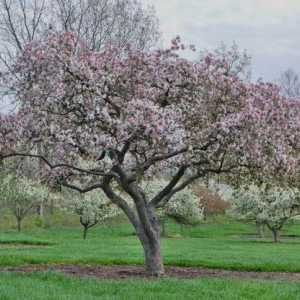Kakvo gnojivo za stablo jabuka u proljeće?