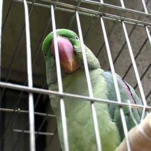 Što bi trebao biti dobar kavez za papige?