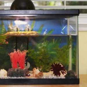 Koji je najbolji izbor filtra za akvarij?