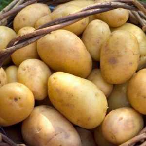 Kakva vrsta fetusa ima krumpir? Plodovi solanaceusa