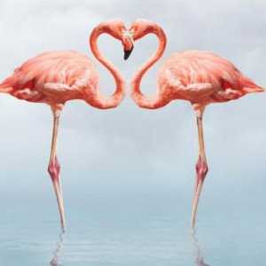Koja je riječ `flamingo` roda?
