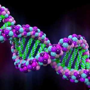 Какой в состав ДНК входит сахар? Химические основы строения ДНК
