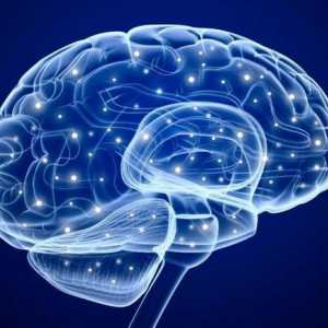 Koji je volumen ljudskog mozga? Kako veličina mozga utječe na intelekt