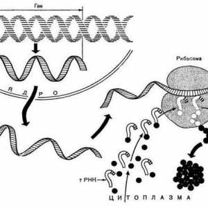 Koja je uloga citoplazme u biosintezi proteina? Opis, postupak i funkcije