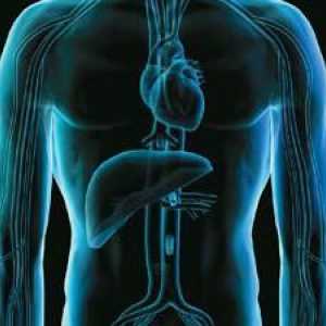 Koja je uloga jetre u ljudskom tijelu? Uloga jetre u procesu probave