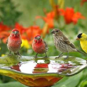 Koja je važnost ptica u prirodi i ljudskom životu? Nestale vrste