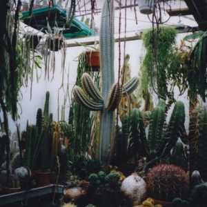 Kaktusi: sorte i skrb. Kaktusi u kući