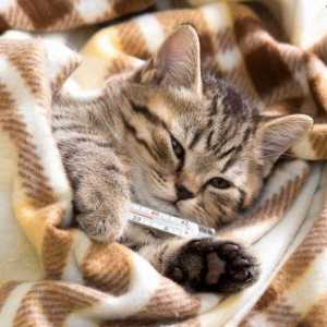 Infekcija kalcitivirusom kod mačaka: simptomi i liječenje