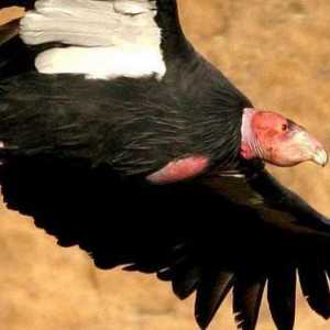 Kalifornija Condor: stanište i opis vrsta