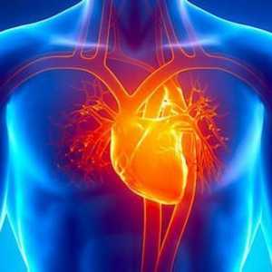 Ljudske srčane komore: opis, struktura, funkcije i vrste