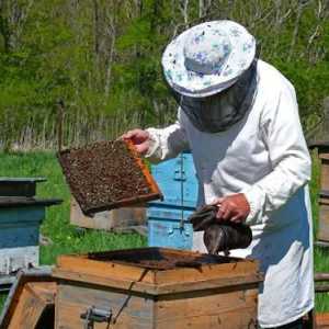 Канди для пчел: рецепт приготовления. Подкормка пчел зимой: уроки пчеловодства