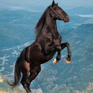 Karachai pasmina konja: opis i fotografija