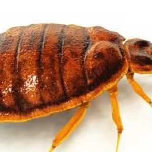`Carbophos` iz bedbugs: recenzije, upute, obrada