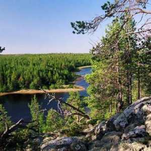 Karelovske šume: opis, priroda, stabla i zanimljive činjenice