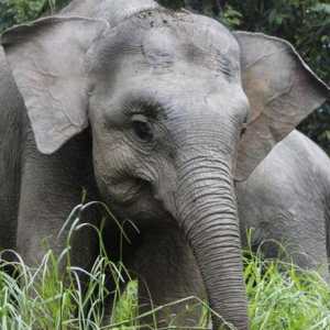 Patuljasti slon: fotografija, dimenzije. Patuljasti slon kod kuće