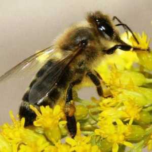Karpatske pčele: recenzije, fotografije, karakteristike