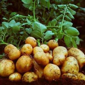 Krumpir Elizabeth: opis sorte i mišljenja potrošača