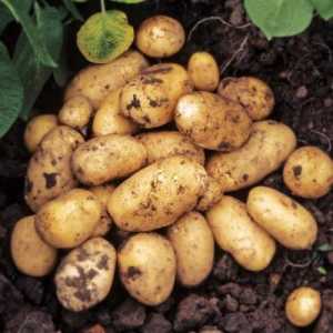 Granada krumpir: opis sorte, uzgoj