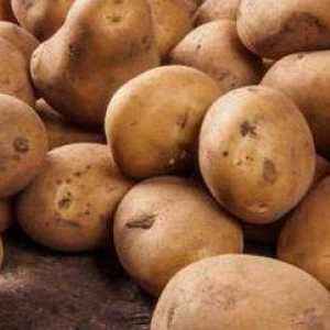 Krumpir Colombo: opis, uzgoj, korisna svojstva