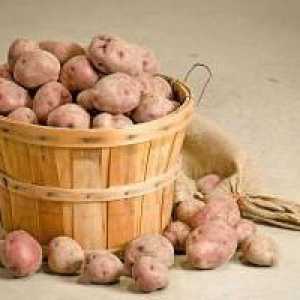 Krumpir Sušak: osobine sorte, recenzije, značajke sadnje i njege. Kako pravilno postaviti krumpir