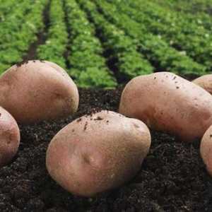Krumpir `bullfinch `: opis, sorte, recenzije