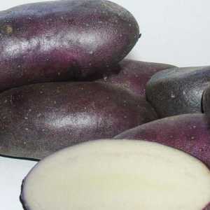 Kukuruzni krumpir: opis sorte