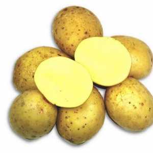 Krumpir Zekura: opis sorte, recenzije