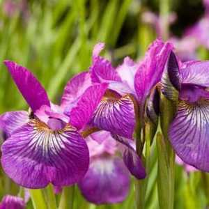 Kasatik - cvijet kojeg vole mnogi vrtlari