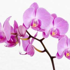 Kashpo za orhideje, uvjeti održavanja biljaka