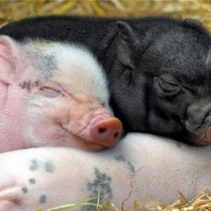Castration of piglets: putevi, oprema, savjeti