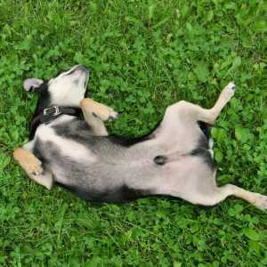 Kastracija pasa: vrste, pro i kontra, skrb u postoperativnom periodu, ponašanje pasa nakon operacije