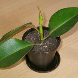 Gumeni Ficus: reprodukcija i njega