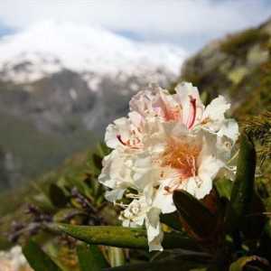 Kavkazni rododendron: opis, sadnju i njegu