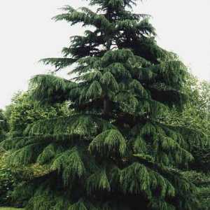 Cedar de Himalayan (Cedrus deodara): opis