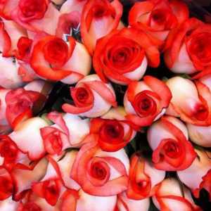 Kenijska ruža: opis, raznolikost, fotografija