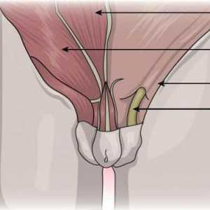 Cista spermatozoida u dječaka: uzroci, fotografije, liječenje, kirurgija, recenzije, posljedice