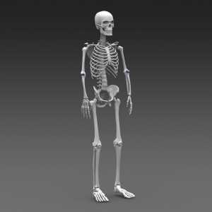 Razvrstavanje ljudskih kostiju i njihovih zglobova