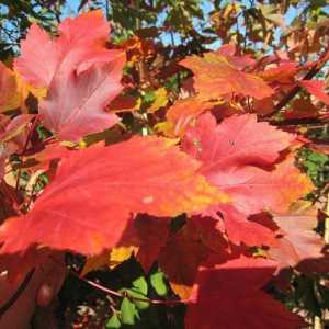 Maple-leaf: vrsta, opis, distribucija