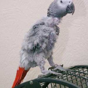 Tick ​​mite u papagaju: liječenje