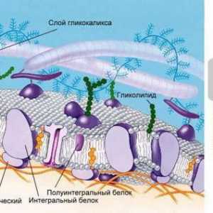 Od kojih je odsutna stanična membrana? Struktura i funkcije stanične membrane