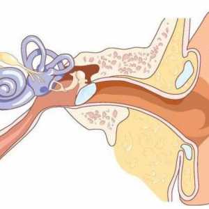 Klinička anatomija ušiju. Struktura ljudskog uha