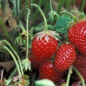 Strawberry `jolie`: fotografija i opis