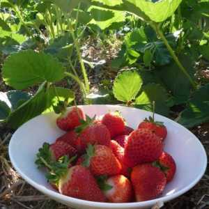 Jantarna marmelada: sadnja i uzgoj