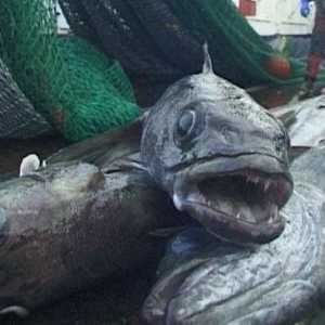 Toothfish (riba): korisna svojstva i pripreme za kuhanje