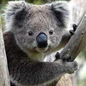 Koala - marsupijski i bespomoćni medvjed