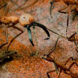 Nomadski mravi: opis, značajke, zanimljive činjenice i recenzije