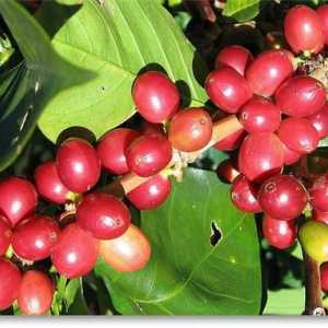 Kava Maragodzhip Nikaragva - piće koje će vas iznenaditi